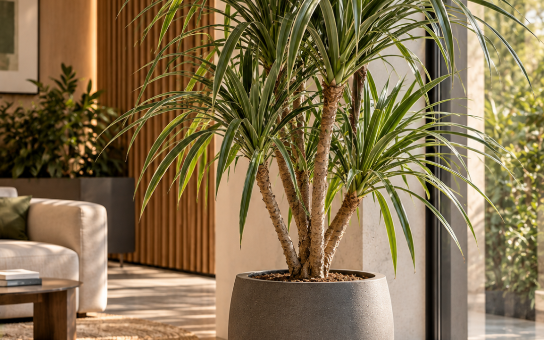 Pandanus utilis – Schraubenbaum