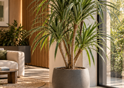 Pandanus utilis – Schraubenbaum
