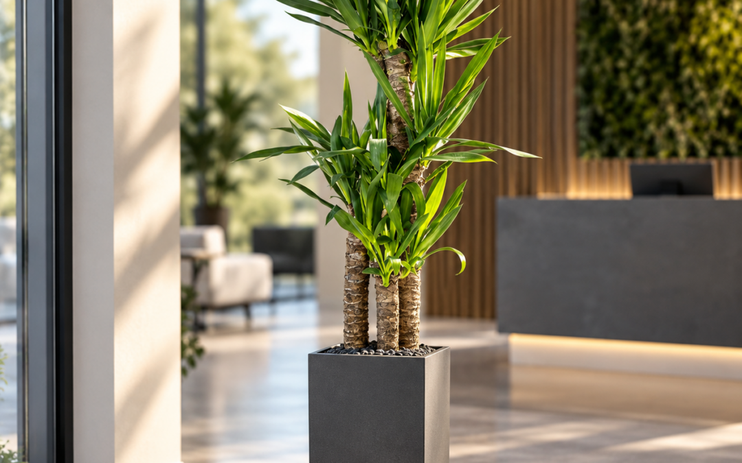 Yucca elephantipes