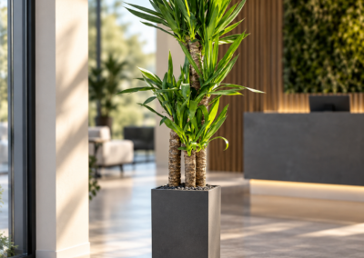 Yucca elephantipes