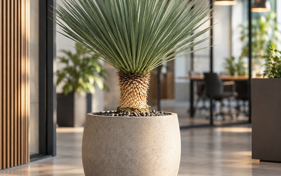 Yucca rostrata – Palmlilie