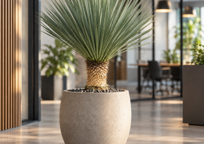 Yucca rostrata – Palmlilie